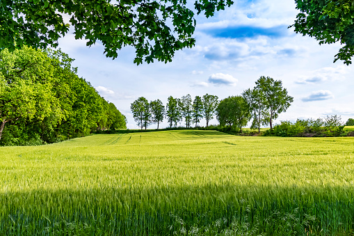 View over a grain field to trees at the horizon under a blue sky in Lower Saxony, Germany.