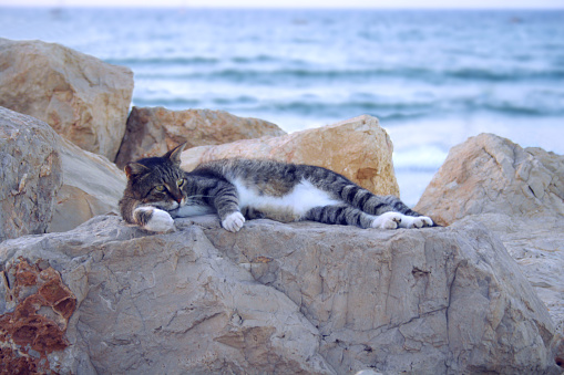 Cute tabby gray white cat sunbathing. Wild cat laying on Antalya beach. Tabby wildcat sleeping & sunbathing on stone rocks. Happy cat on sea coast. Animals wildlife