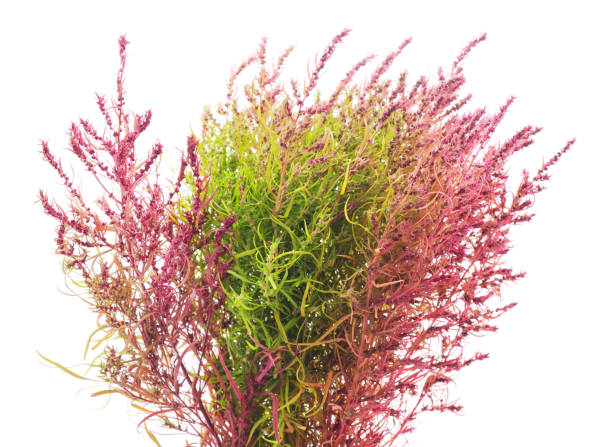 istock Bunch of pink and green grass. 1171972696