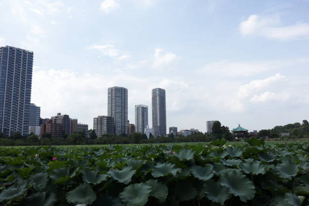 istock Shinobazu Pond in Ueno, Tokyo 1171974555