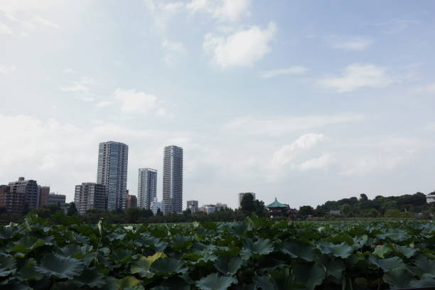 istock Shinobazu Pond in Ueno, Tokyo 1171974592