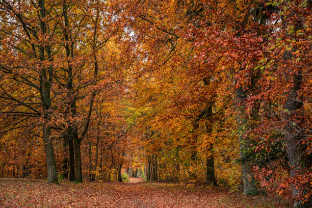 istock Colorful forest in autumn 1171976501