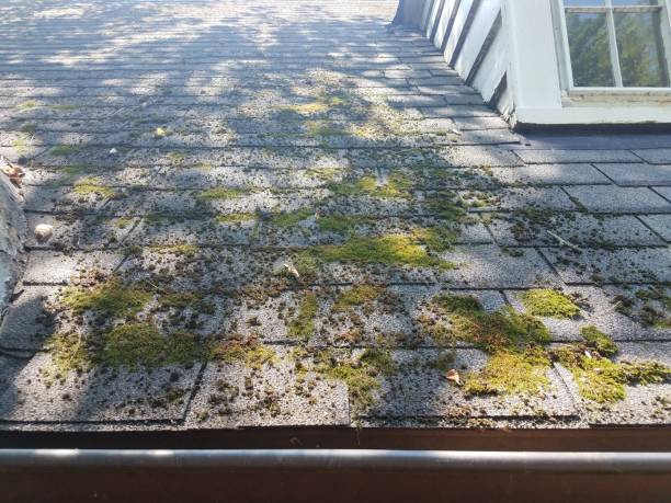 moss on roof shingles green moss on the shingles on a roof moss stock pictures, royalty-free photos & images
