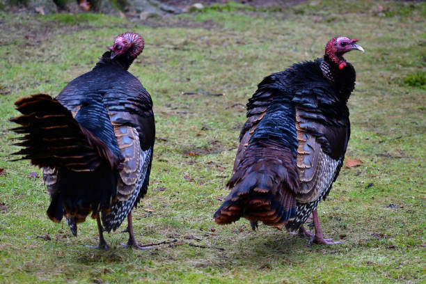 Turkeys preening on lawn 2 Male wild turkeys preening on lawn, with focus on the right one's head preening stock pictures, royalty-free photos & images