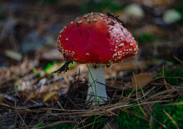 istock mushroom is not edible 1171979528