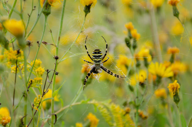 01 august 2019, Aéroparc, Yutz, Moselle, Lorraine, France. A wasp spider in the middle of his web awaits a prey.