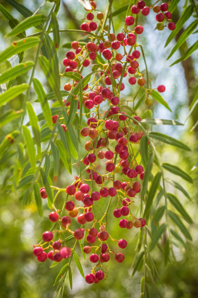 istock A pink pepper tree with peppercorns, Schinus molle also known as Peruvian pepper tree 1171980356
