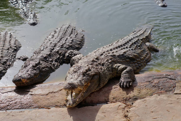 istock One crocodile showing teeth. Open jaws crocodile. 1171980391