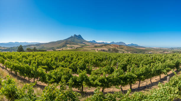 paisagem bonita de winelands do cabo, região de cultivo do vinho em áfrica do sul - south africa cape town winelands constantia - fotografias e filmes do acervo