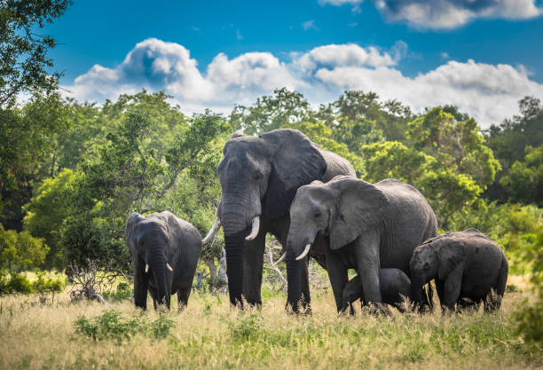 elephants family in kruger national park, south africa. - kruger national park national park southern africa africa imagens e fotografias de stock
