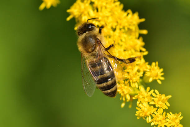 istock Bee flying and collecting fine dust from blossom flower 1171982006