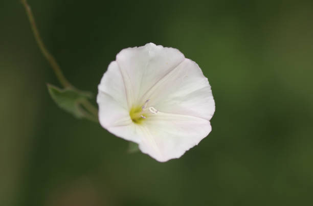 istock Convolvulus arvensis or field bindweed 1171982238