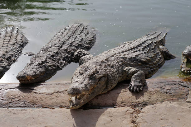 istock One crocodile showing teeth. Open jaws crocodile. 1171982360