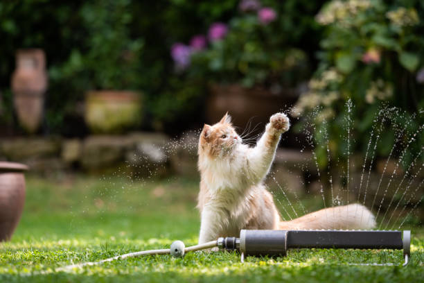 istock cat garden lawn sprinkler 1171983023