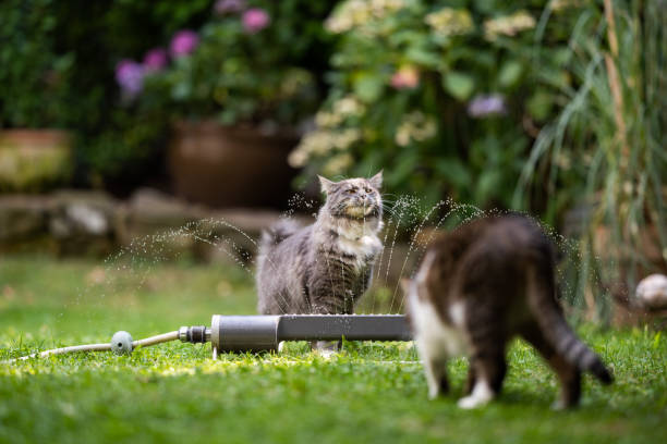 istock cat garden lawn sprinkler 1171983024