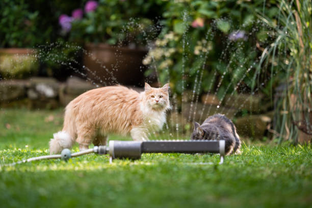 istock cat garden lawn sprinkler 1171983145