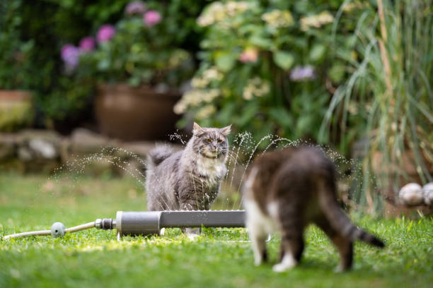 istock cat garden lawn sprinkler 1171983234
