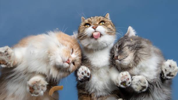 istock cats on glass bottom view 1171983449
