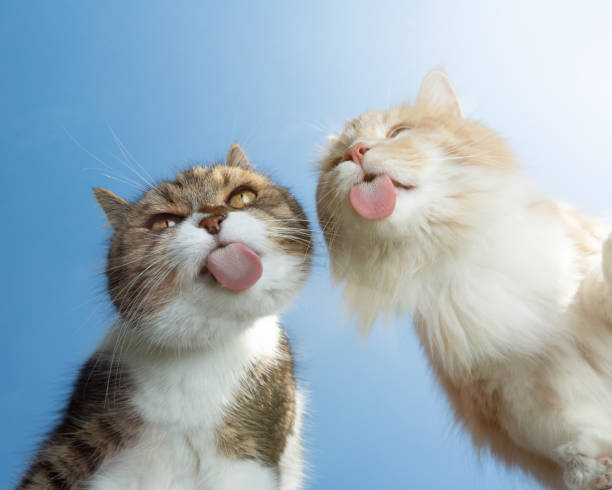 cat on glass bottom view two cats licking window glass in front of blue sky background on a sunny summer day licking photos stock pictures, royalty-free photos & images