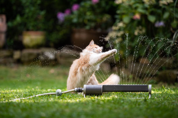 istock cat garden lawn sprinkler 1171983507