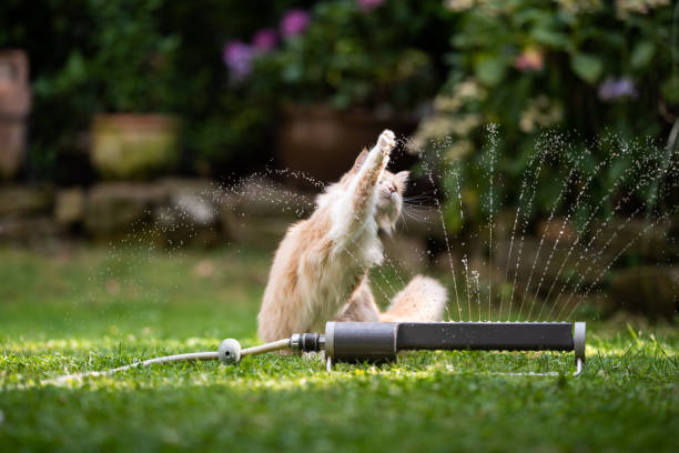 istock cat garden lawn sprinkler 1171983516