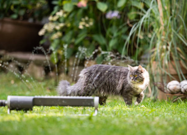 istock cat garden lawn sprinkler 1171983537