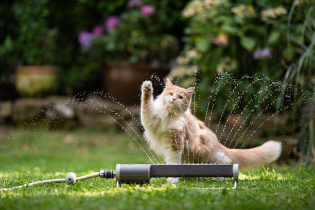 cat garden lawn sprinkler 1 year old cream tabby ginger maine coon cat playing with lawn sprinkler water fountain outdoors in the garden raising it's paw cat water stock pictures, royalty-free photos & images