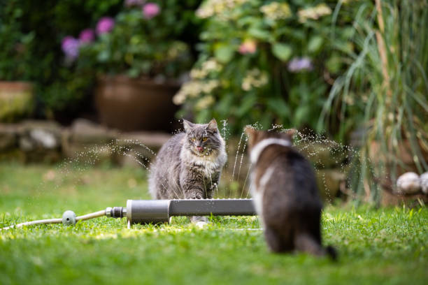 istock cat garden lawn sprinkler 1171983620