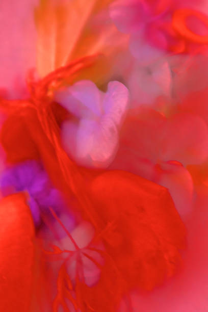 Beautiful close-up of flowers in coloured water