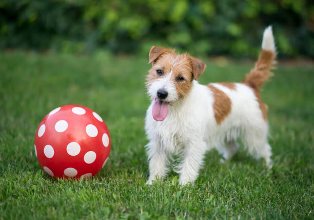 istock Dog playing football 1171985327