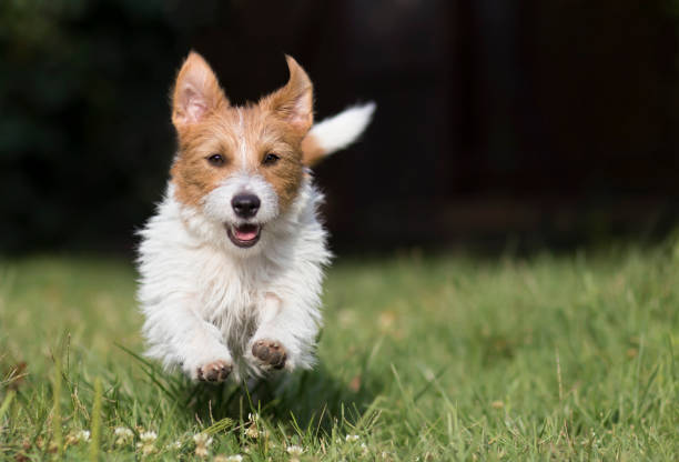 Funny pet dog running, background with copy space