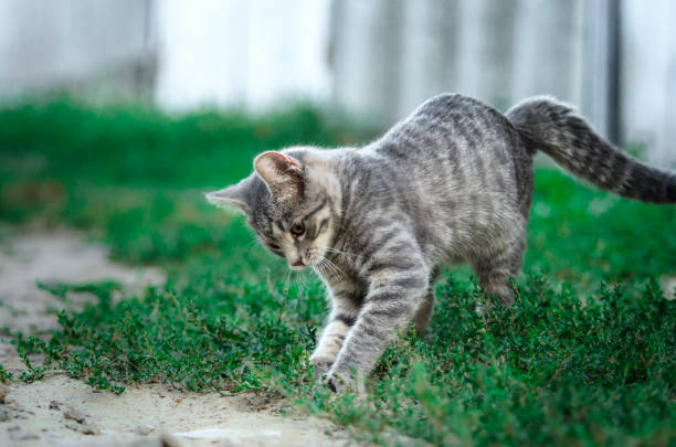 istock Funny playing tabby gray kitten near the yard, kitten in motion 1171985821