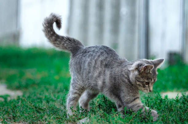 istock Funny playing tabby gray kitten near the yard, kitten in motion 1171985837