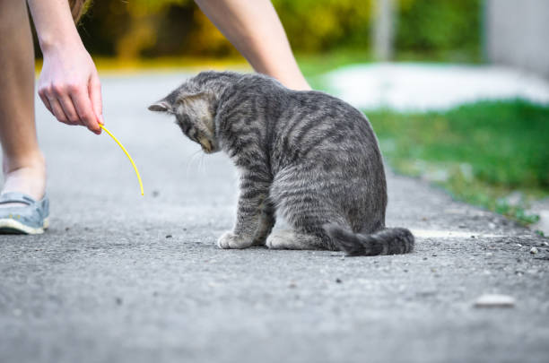 istock Funny gray tabby cat is played on the road 1171985932