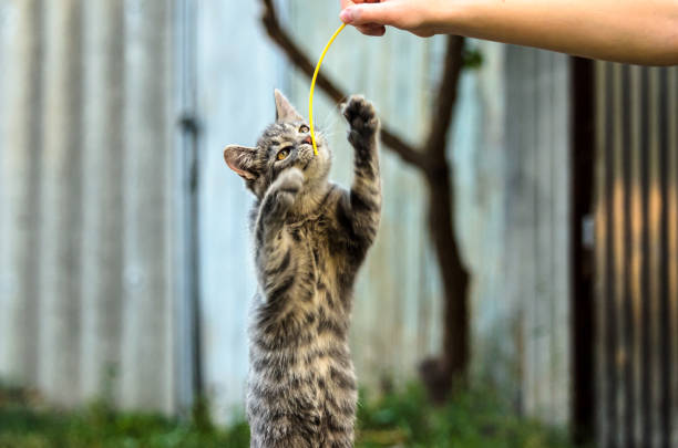 istock Funny tabby kitten is played in the yard 1171986532