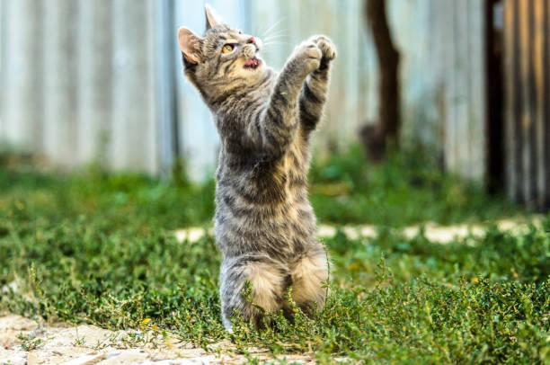 istock Funny tabby kitten is played in the yard 1171986536