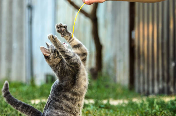 istock Funny tabby kitten is played in the yard 1171986788
