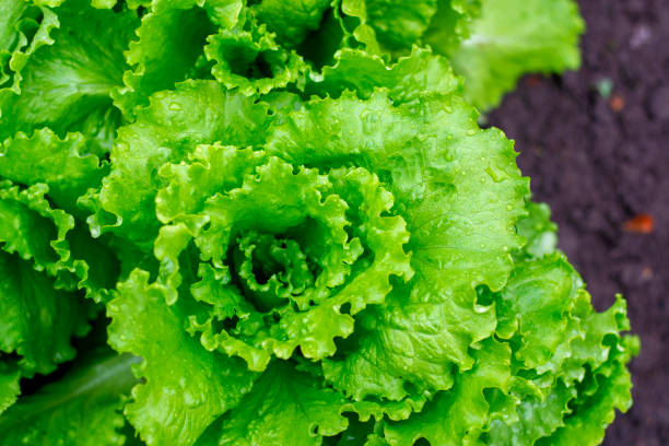 istock Lettuce salad leaf background. Fresh batavia salad. Top view whole lettuce leaf growth on organic farm ground bed. Young green lettuce crop in garden soil for spring leaf salad. Raw vegetarian lettuce 1171987673