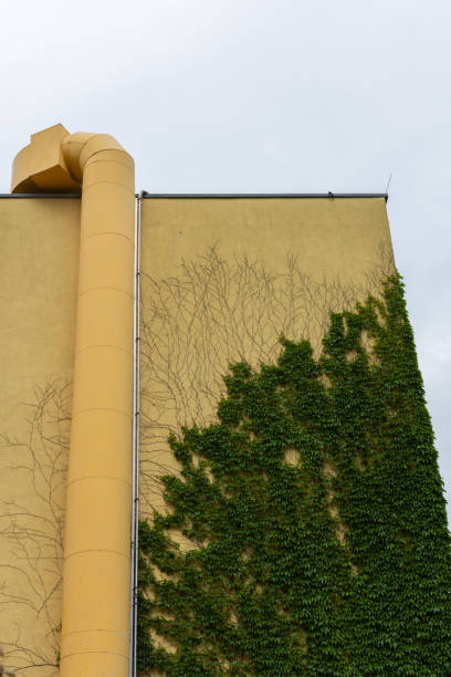 istock Wall of the building with climbing greenery 1171987814