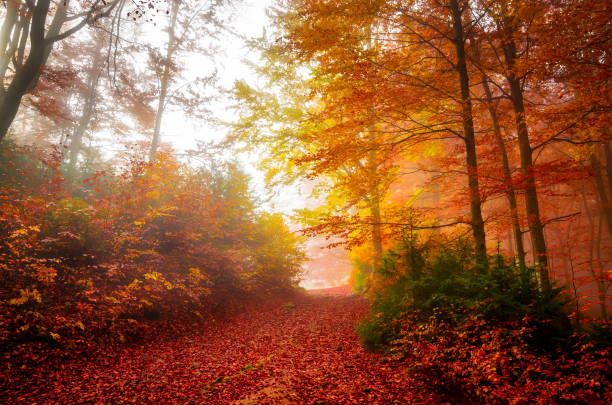istock Road through a golden foggy forest 1171988420