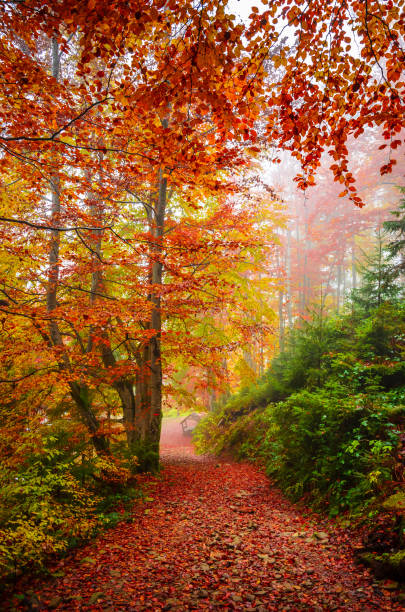 istock Road through a golden foggy forest 1171988430