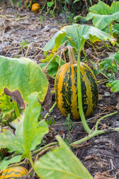 istock Organic ripened pumpkins in the garden 1171988476
