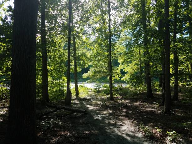istock forest or woods with a lake 1171989807