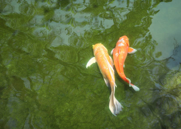 istock Two fancy carps in pond 1171990055