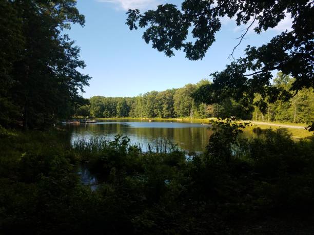 istock forest or woods with a lake with paddleboats 1171990609