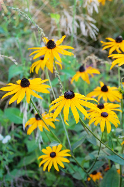 istock Rudbeckia flowers 1171990867