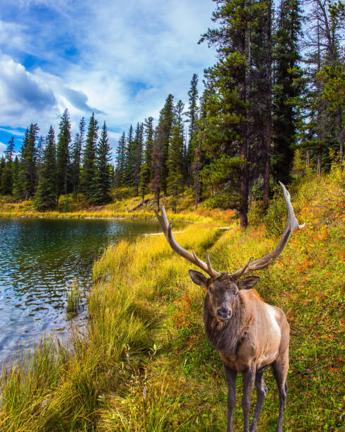 istock Magnificent deer grazes on the lake 1171991271