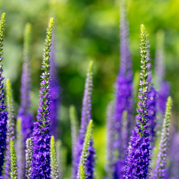 A DSLR photo of beautiful Veronicastrum virginicum (Culver's root) flowers on a green defocused background.