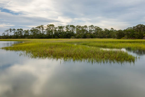 istock Marshy Creek on Florida's Amelia Island 1171993298