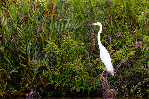 White bird (Intermediate Egret) on a trunk with a dark green background of rainforest plants. Riverbank of the Kinabatangan River, Borneo, Malaysia.